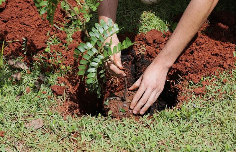 Portal PUC-Campinas » » Plantio de Árvores: Engenharia Elétrica