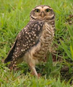 Coruja-buraqueira (Athene cunicularia)