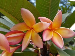 Jasmin manga (Plumeria rubra)