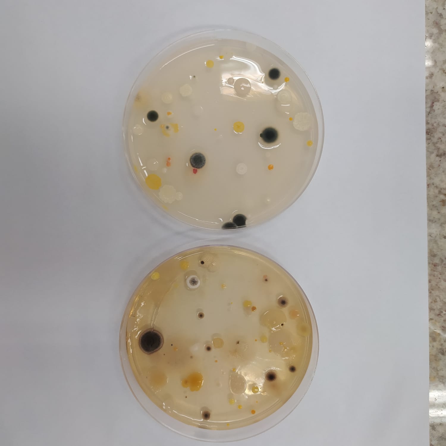 Cite Exemplo De Bacterias Transitalicas Por Inovaçao De Ar Contaminado